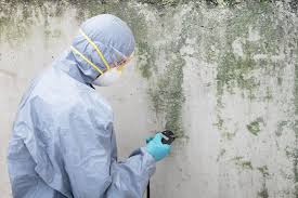 Best Mold Damage Restoration  in Hiawatha, KS